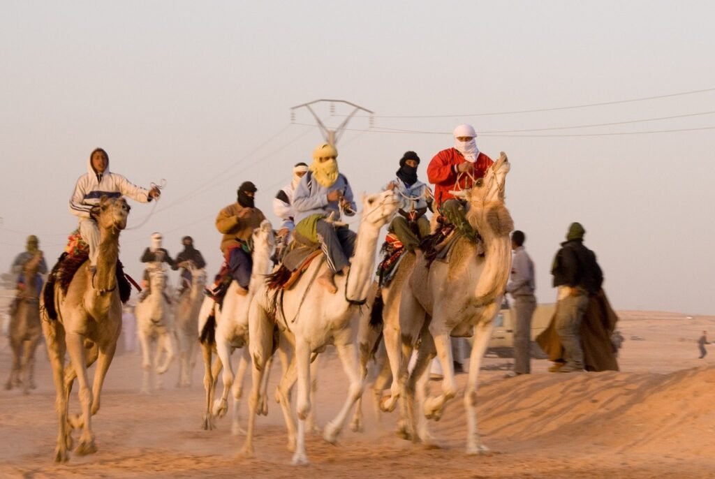 camel, race, algeria